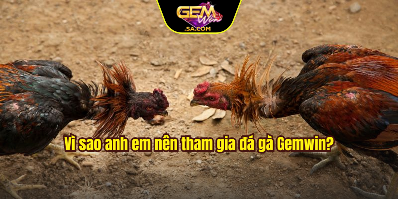 Vì sao anh em nên tham gia đá gà Gemwin?